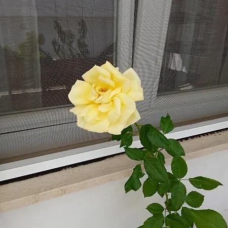 La Casa Di Elena Appartement Sannicandro di Bari